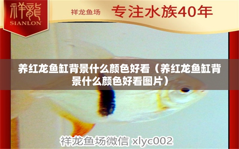 養(yǎng)紅龍魚缸背景什么顏色好看（養(yǎng)紅龍魚缸背景什么顏色好看圖片）