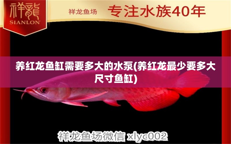 養(yǎng)紅龍魚(yú)缸需要多大的水泵(養(yǎng)紅龍最少要多大尺寸魚(yú)缸) 國(guó)產(chǎn)元寶鳳凰魚(yú)