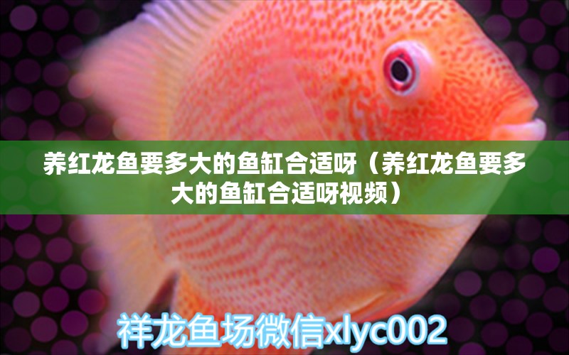 養(yǎng)紅龍魚要多大的魚缸合適呀（養(yǎng)紅龍魚要多大的魚缸合適呀視頻） 廣州龍魚批發(fā)市場