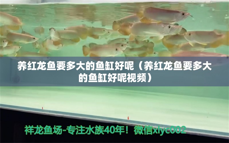 養(yǎng)紅龍魚要多大的魚缸好呢（養(yǎng)紅龍魚要多大的魚缸好呢視頻）