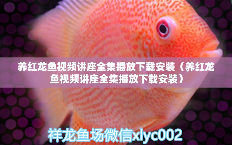 養(yǎng)紅龍魚視頻講座全集播放下載安裝（養(yǎng)紅龍魚視頻講座全集播放下載安裝）