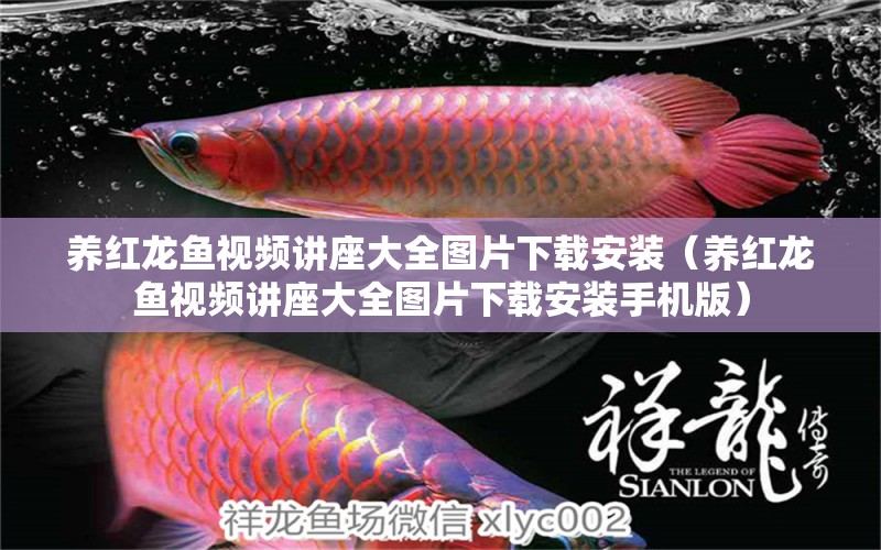 養(yǎng)紅龍魚視頻講座大全圖片下載安裝（養(yǎng)紅龍魚視頻講座大全圖片下載安裝手機(jī)版）