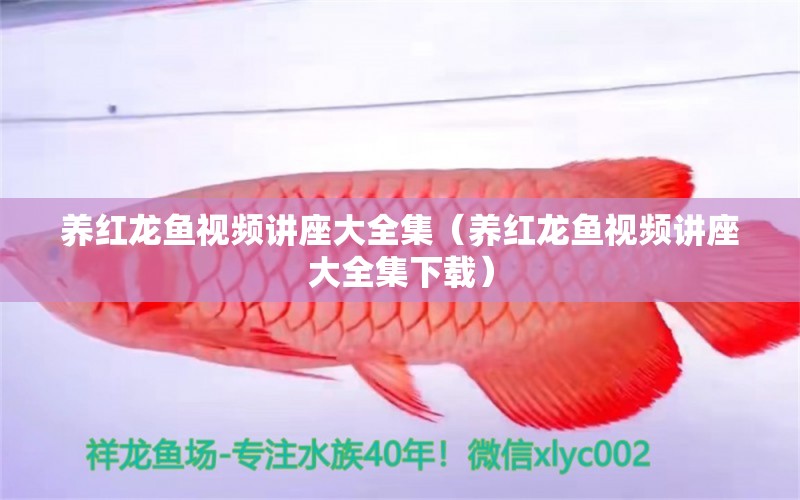 養(yǎng)紅龍魚視頻講座大全集（養(yǎng)紅龍魚視頻講座大全集下載）