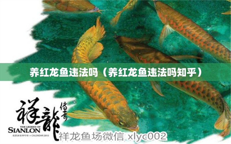 養(yǎng)紅龍魚違法嗎（養(yǎng)紅龍魚違法嗎知乎） 印尼紅龍魚