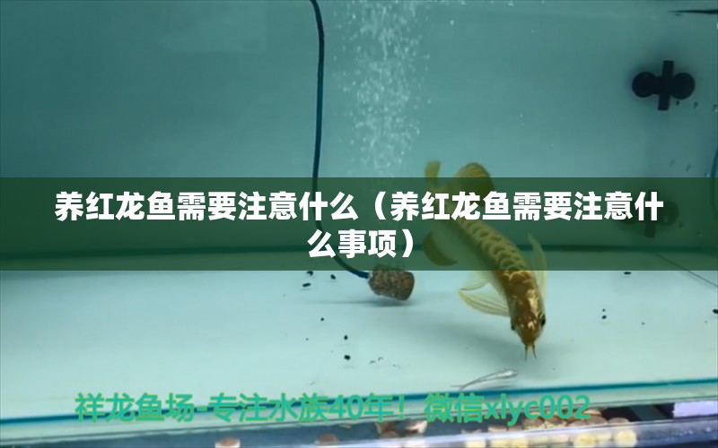 養(yǎng)紅龍魚需要注意什么（養(yǎng)紅龍魚需要注意什么事項） 印尼紅龍魚