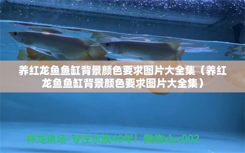 養(yǎng)紅龍魚魚缸背景顏色要求圖片大全集（養(yǎng)紅龍魚魚缸背景顏色要求圖片大全集）