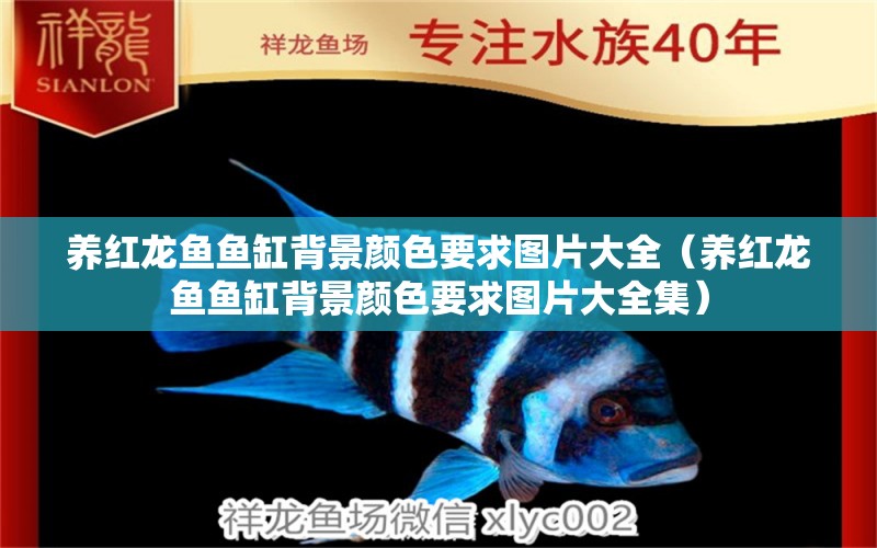 養(yǎng)紅龍魚魚缸背景顏色要求圖片大全（養(yǎng)紅龍魚魚缸背景顏色要求圖片大全集） 印尼紅龍魚