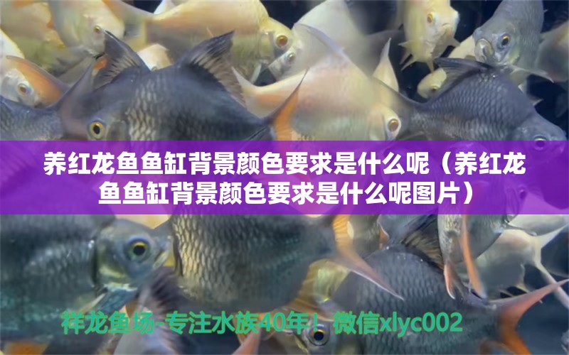 養(yǎng)紅龍魚魚缸背景顏色要求是什么呢（養(yǎng)紅龍魚魚缸背景顏色要求是什么呢圖片）