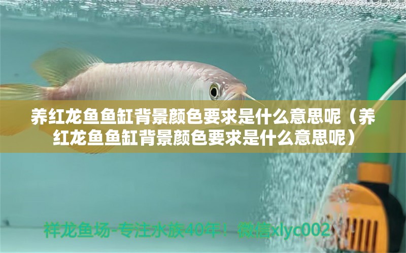 養(yǎng)紅龍魚魚缸背景顏色要求是什么意思呢（養(yǎng)紅龍魚魚缸背景顏色要求是什么意思呢）