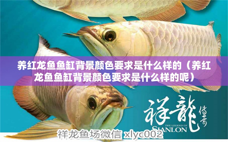 養(yǎng)紅龍魚(yú)魚(yú)缸背景顏色要求是什么樣的（養(yǎng)紅龍魚(yú)魚(yú)缸背景顏色要求是什么樣的呢）