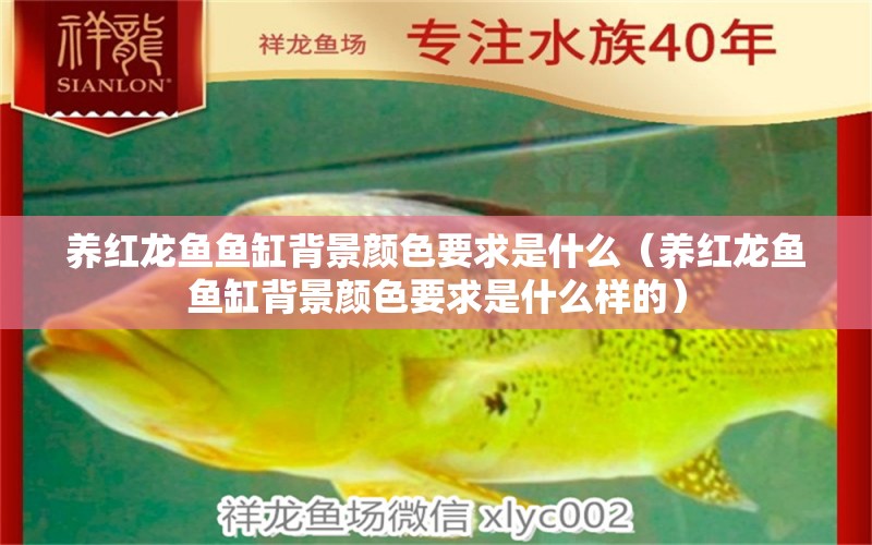 養(yǎng)紅龍魚魚缸背景顏色要求是什么（養(yǎng)紅龍魚魚缸背景顏色要求是什么樣的） 廣州龍魚批發(fā)市場