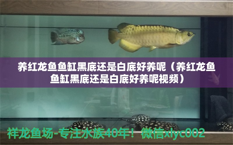 養(yǎng)紅龍魚魚缸黑底還是白底好養(yǎng)呢（養(yǎng)紅龍魚魚缸黑底還是白底好養(yǎng)呢視頻）