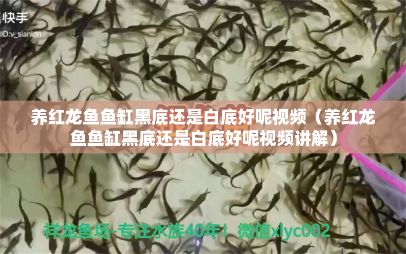 養(yǎng)紅龍魚魚缸黑底還是白底好呢視頻（養(yǎng)紅龍魚魚缸黑底還是白底好呢視頻講解）