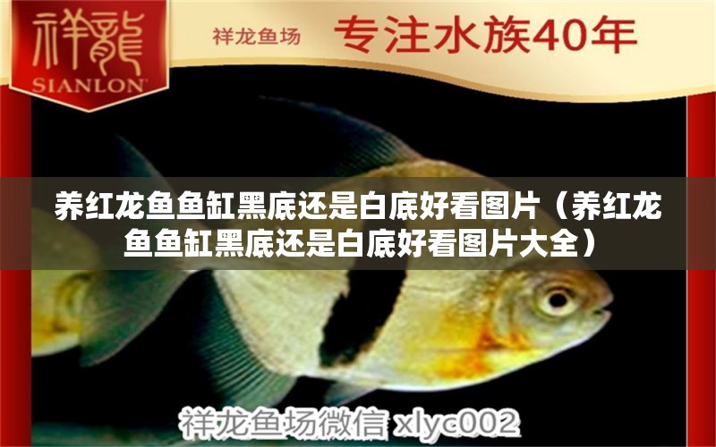 養(yǎng)紅龍魚魚缸黑底還是白底好看圖片（養(yǎng)紅龍魚魚缸黑底還是白底好看圖片大全）