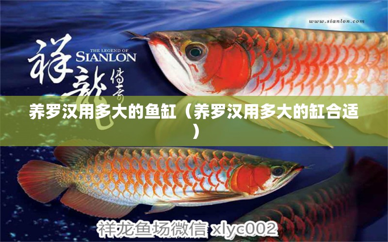 養(yǎng)羅漢用多大的魚缸（養(yǎng)羅漢用多大的缸合適） 帝王血鉆