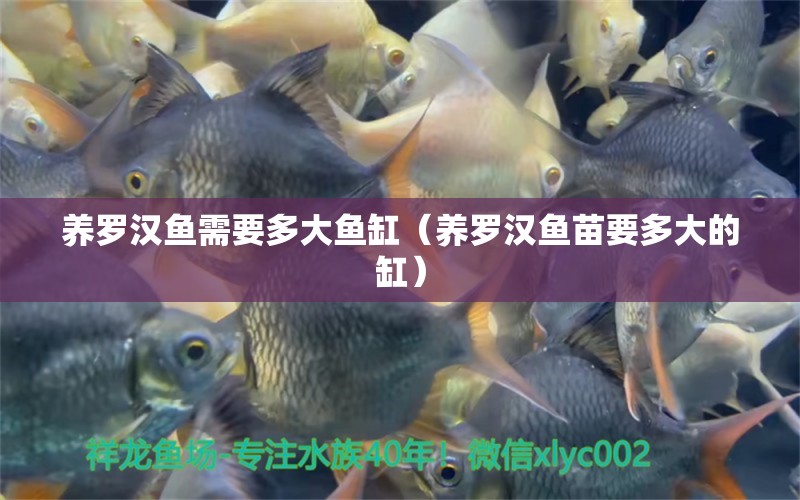 養(yǎng)羅漢魚(yú)需要多大魚(yú)缸（養(yǎng)羅漢魚(yú)苗要多大的缸） 羅漢魚(yú)