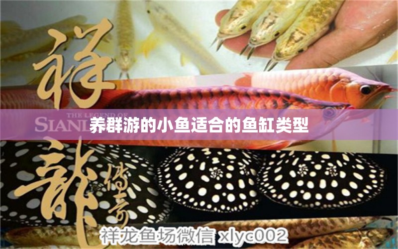 養(yǎng)群游的小魚適合的魚缸類型 孵化器