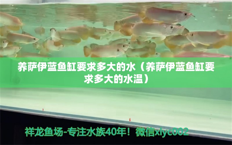 養(yǎng)薩伊藍魚缸要求多大的水（養(yǎng)薩伊藍魚缸要求多大的水溫）