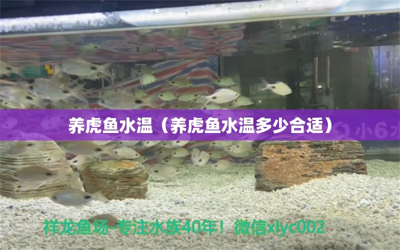 養(yǎng)虎魚水溫（養(yǎng)虎魚水溫多少合適） 虎魚百科