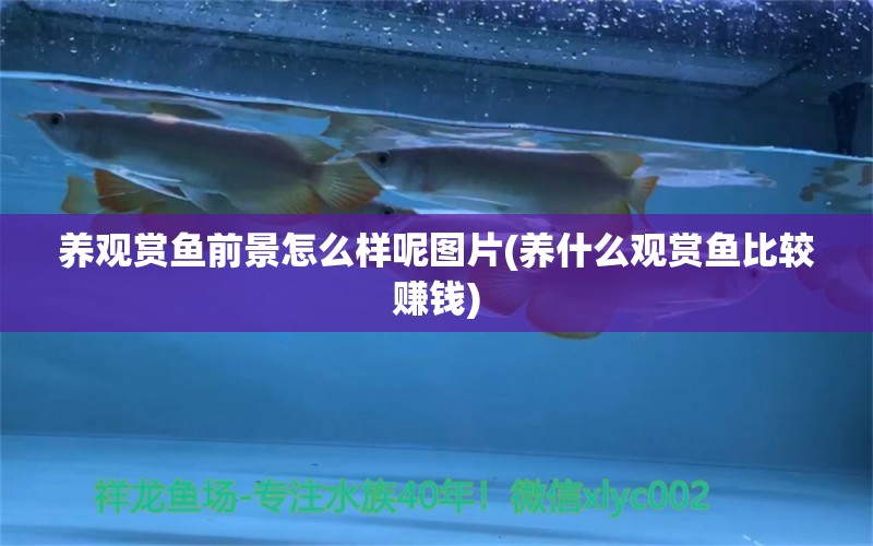 養(yǎng)觀賞魚前景怎么樣呢圖片(養(yǎng)什么觀賞魚比較賺錢) 潛水泵 第1張