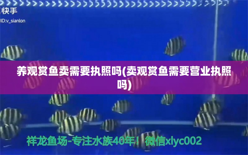 養(yǎng)觀賞魚賣需要執(zhí)照嗎(賣觀賞魚需要營業(yè)執(zhí)照嗎) 稀有紅龍品種