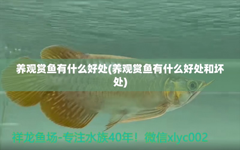 養(yǎng)觀賞魚有什么好處(養(yǎng)觀賞魚有什么好處和壞處)