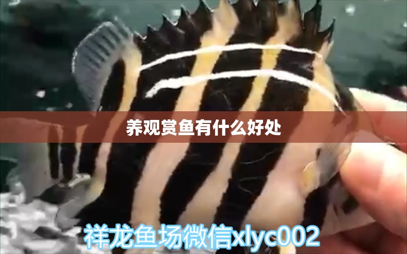 養(yǎng)觀賞魚有什么好處 祥龍魚場