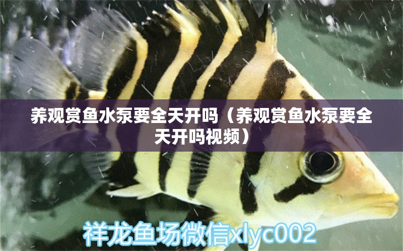 養(yǎng)觀賞魚水泵要全天開嗎（養(yǎng)觀賞魚水泵要全天開嗎視頻）