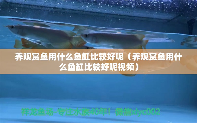 養(yǎng)觀賞魚用什么魚缸比較好呢（養(yǎng)觀賞魚用什么魚缸比較好呢視頻）