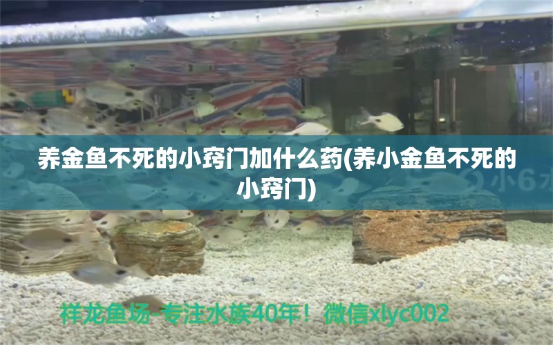 養(yǎng)金魚不死的小竅門加什么藥(養(yǎng)小金魚不死的小竅門)