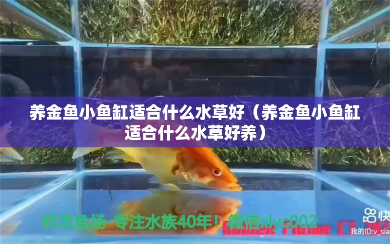 養(yǎng)金魚小魚缸適合什么水草好（養(yǎng)金魚小魚缸適合什么水草好養(yǎng)）