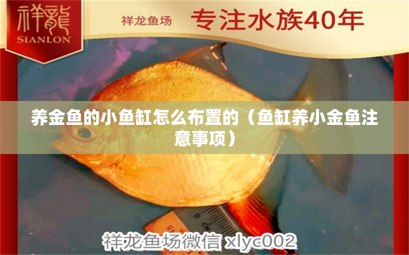 養(yǎng)金魚(yú)的小魚(yú)缸怎么布置的（魚(yú)缸養(yǎng)小金魚(yú)注意事項(xiàng)） 奈及利亞紅圓點(diǎn)狗頭 第2張