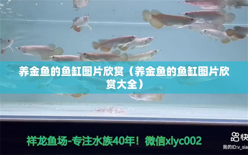 養(yǎng)金魚的魚缸圖片欣賞（養(yǎng)金魚的魚缸圖片欣賞大全） 觀賞魚市場（混養(yǎng)魚）