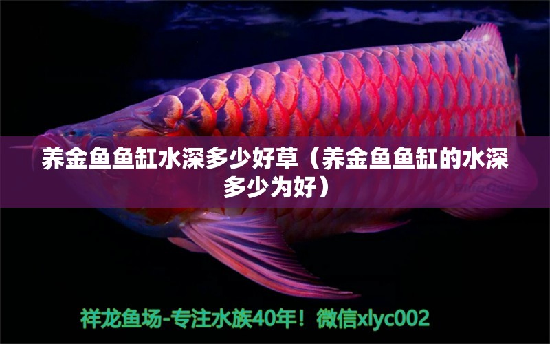 養(yǎng)金魚魚缸水深多少好草（養(yǎng)金魚魚缸的水深多少為好）