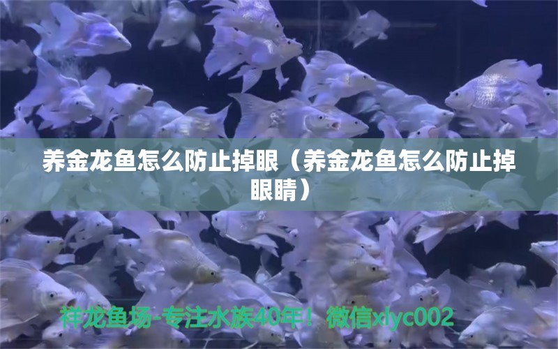 養(yǎng)金龍魚怎么防止掉眼（養(yǎng)金龍魚怎么防止掉眼睛） 祥龍水族醫(yī)院