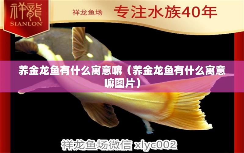 養(yǎng)金龍魚(yú)有什么寓意嘛（養(yǎng)金龍魚(yú)有什么寓意嘛圖片）