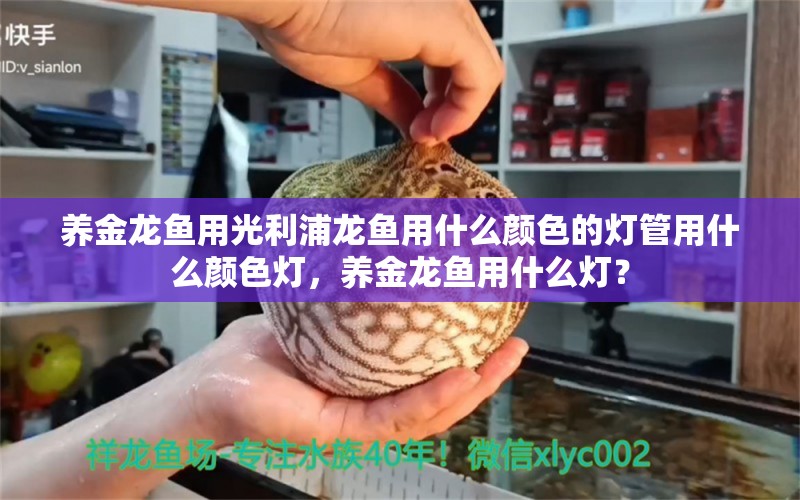 養(yǎng)金龍魚用光利浦龍魚用什么顏色的燈管用什么顏色燈，養(yǎng)金龍魚用什么燈？ 白化巴西龜（白巴） 第1張