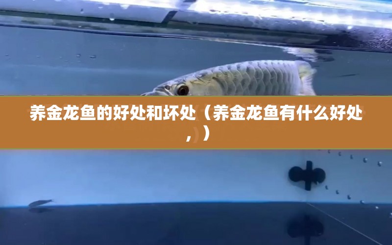 養(yǎng)金龍魚的好處和壞處（養(yǎng)金龍魚有什么好處，） 水族問答 第1張