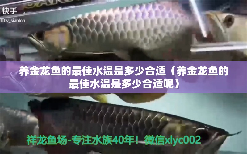 養(yǎng)金龍魚的最佳水溫是多少合適（養(yǎng)金龍魚的最佳水溫是多少合適呢） 撒旦鴨嘴魚