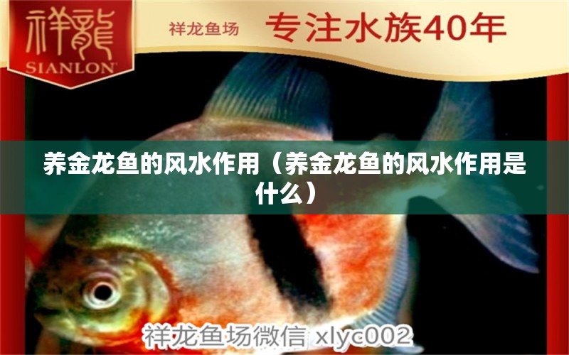 養(yǎng)金龍魚(yú)的風(fēng)水作用（養(yǎng)金龍魚(yú)的風(fēng)水作用是什么）