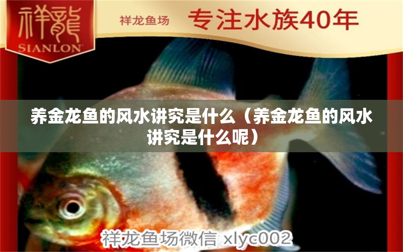 養(yǎng)金龍魚的風(fēng)水講究是什么（養(yǎng)金龍魚的風(fēng)水講究是什么呢）