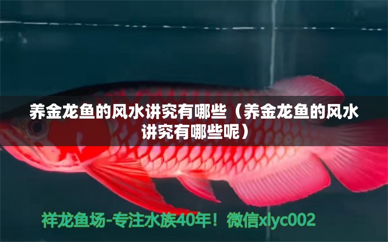 養(yǎng)金龍魚的風(fēng)水講究有哪些（養(yǎng)金龍魚的風(fēng)水講究有哪些呢）