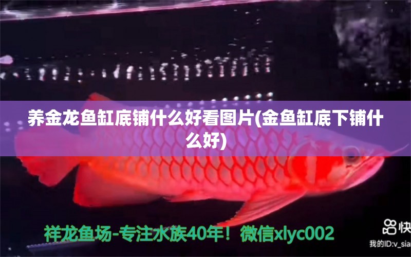 養(yǎng)金龍魚缸底鋪什么好看圖片(金魚缸底下鋪什么好) 蘇虎 第1張