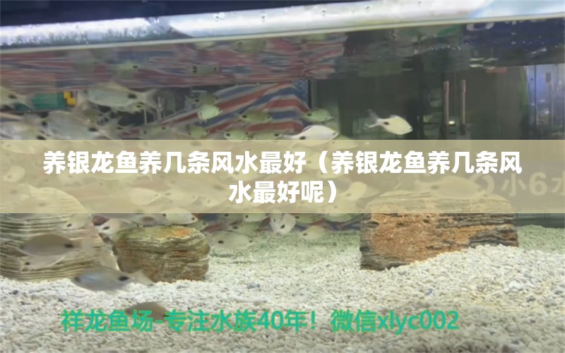 養(yǎng)銀龍魚養(yǎng)幾條風水最好（養(yǎng)銀龍魚養(yǎng)幾條風水最好呢） 魚缸風水