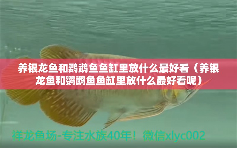 養(yǎng)銀龍魚和鸚鵡魚魚缸里放什么最好看（養(yǎng)銀龍魚和鸚鵡魚魚缸里放什么最好看呢）