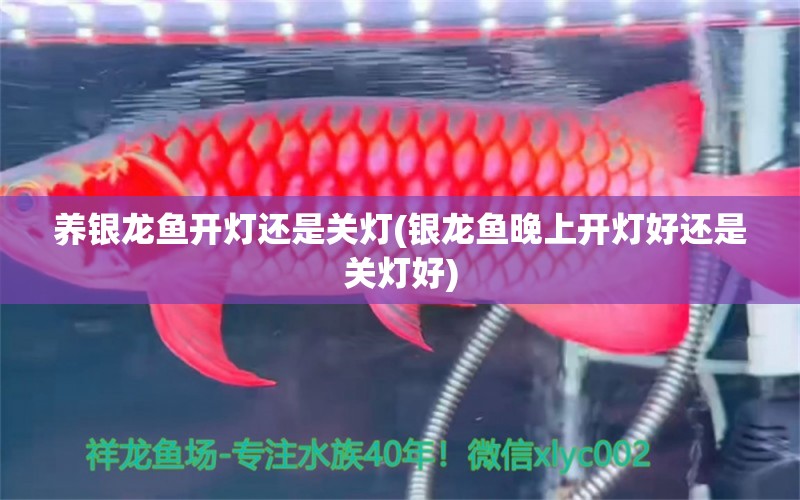 養(yǎng)銀龍魚開燈還是關(guān)燈(銀龍魚晚上開燈好還是關(guān)燈好) 銀龍魚