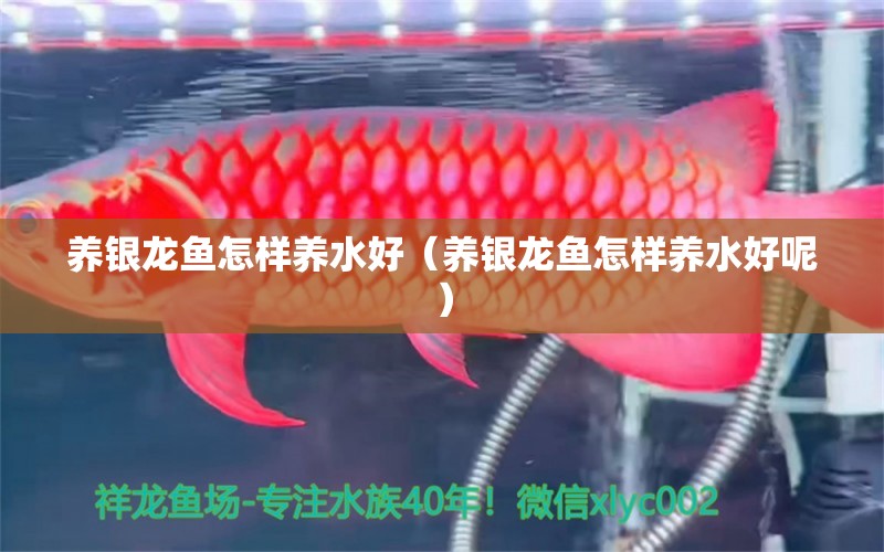 養(yǎng)銀龍魚怎樣養(yǎng)水好（養(yǎng)銀龍魚怎樣養(yǎng)水好呢） 銀龍魚