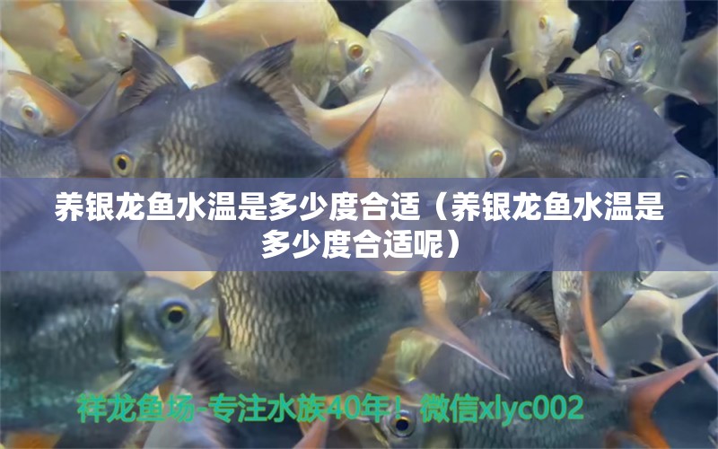 養(yǎng)銀龍魚水溫是多少度合適（養(yǎng)銀龍魚水溫是多少度合適呢） 銀龍魚