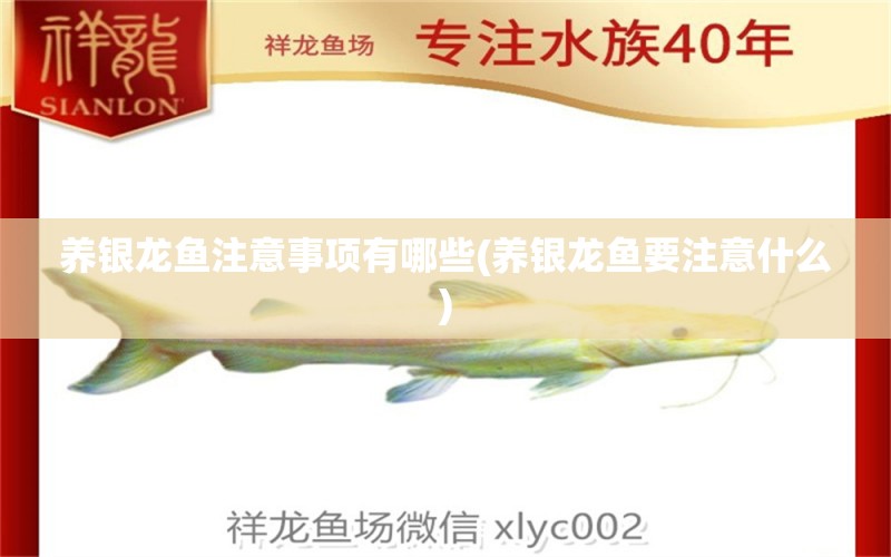 養(yǎng)銀龍魚注意事項(xiàng)有哪些(養(yǎng)銀龍魚要注意什么) 銀龍魚