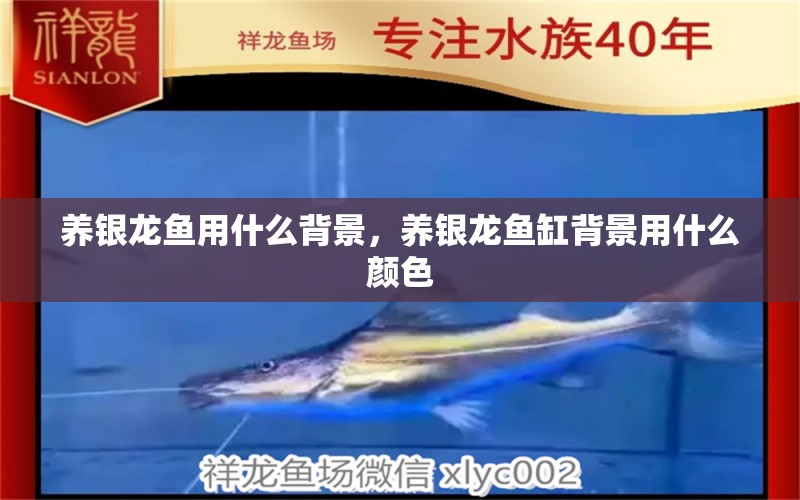 養(yǎng)銀龍魚用什么背景，養(yǎng)銀龍魚缸背景用什么顏色